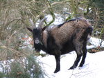 SX02762 Wild goat in snow at Glendalough.jpg